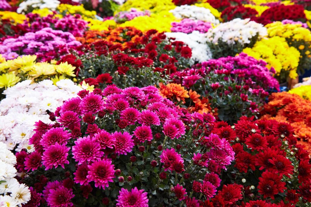 Chrysanthemum flowers as a background close up. Multi colored Chrysanthemums.