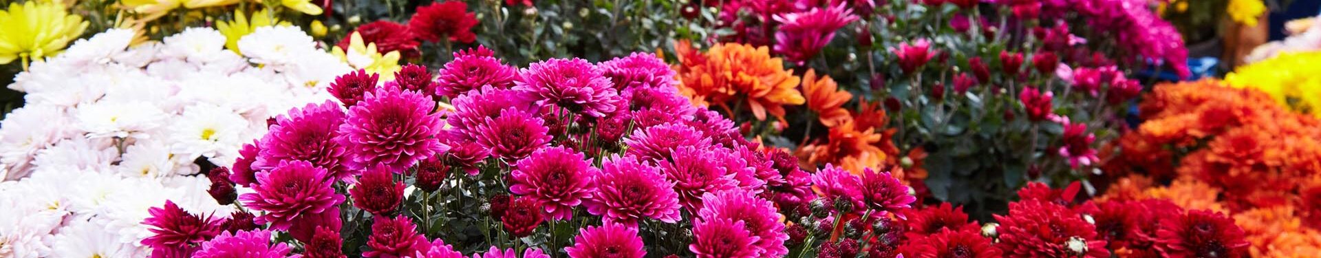 Chrysanthemum flowers as a background close up. Multi colored Chrysanthemums.
